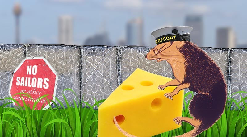 eat more cheese