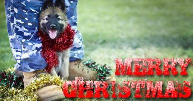 A Royal Australian Air Force puppy gets into the Christmas spirit at the RAAF Security and Fire School at RAAF Base Amberley. Photo by Corporal Jessica de Rouw.