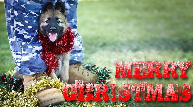 A Royal Australian Air Force puppy gets into the Christmas spirit at the RAAF Security and Fire School at RAAF Base Amberley. Photo by Corporal Jessica de Rouw.