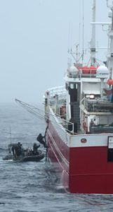 Fishery officers from the New Zealand Ministry for Primary Industries and crew from HMNZS Wellington board a fishing vessel in the Souther Ocean. RNZDF photo.