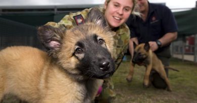 Royal Australian Air Force puppy “Prim”, a future military working dog, with Corporal Samantha Luck, from the Royal Australian Air Force Security and Fire School. Photo by Corporal Max Bree.