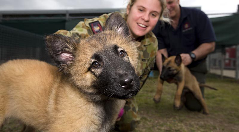 Royal Australian Air Force puppy “Prim”, a future military working dog, with Corporal Samantha Luck, from the Royal Australian Air Force Security and Fire School. Photo by Corporal Max Bree.