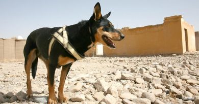 Explosives Detection Dog Sprocket on duty in Tarin not, Afghanistan (2012). Photo by Brian Hartigan.