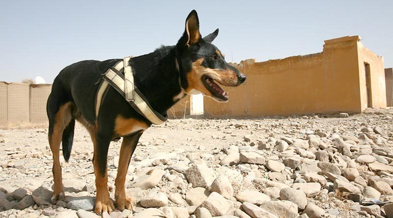 Explosives Detection Dog Sprocket on duty in Tarin not, Afghanistan (2012). Photo by Brian Hartigan.