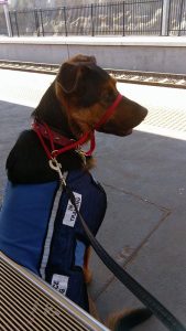 Service Dog in training, Paddington, waits patiently for a train.