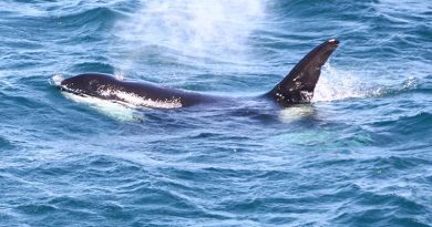 Orcas trump Facebook in a time-poor CONTACT office. Photo by Brian Hartigan.