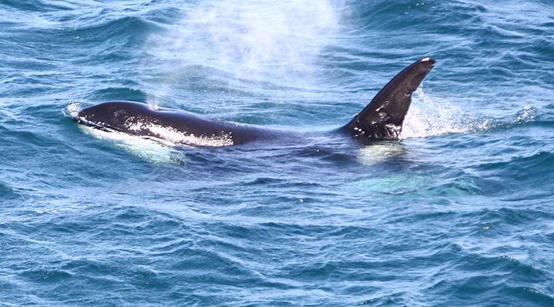 Orcas trump Facebook in a time-poor CONTACT office. Photo by Brian Hartigan.