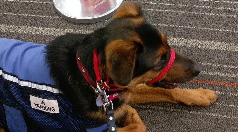 K9 Trainer Melanie Scott's assistance-dog-in-training, Paddington.