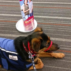 Trainee Service Dog Paddington in a queue at the bank.