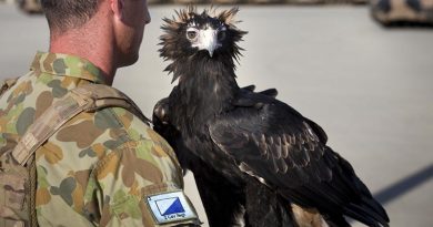 WO2 Courage, with his handler, at a parade to welcome 2nd Cavalry Regiment to 3rd Brigade at Lavarack Barracks in Townsville, Queensland, 27 November 2014. Photo by Corporal Jake Sims.