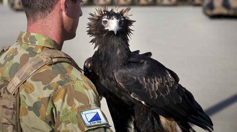 WO2 Courage, with his handler, at a parade to welcome 2nd Cavalry Regiment to 3rd Brigade at Lavarack Barracks in Townsville, Queensland, 27 November 2014. Photo by Corporal Jake Sims.