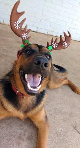 On behalf of myself and my sidekick, Paddington, we wish you all a Merry Christmas and a safe and prosperous New Year.