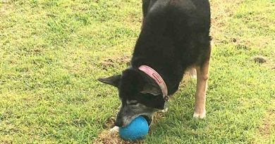 Just because your dog is aging doesn’t mean you can’t still have fun together.