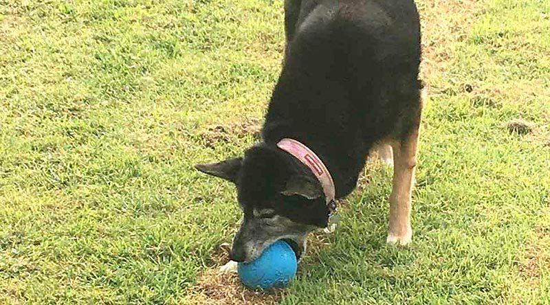 Just because your dog is aging doesn’t mean you can’t still have fun together.