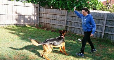 If you own a dog obsessed with fetch, plastic ball throwers are great