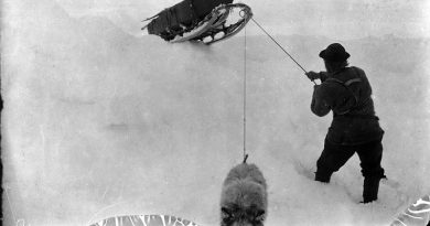 Fredrik Hjalmar Johansen pulling a sledge on the way south, together with his last dog, Suggen. One of the pictures from the expedition with arctic ship toward the North Pole in the period June 24, 1893 to August 13, 1896. According to the plan, the ship was to drift in the ice with the ocean current from the coast of Siberia across the North Pole to Greenland. In March 1895, Fridtjof Nansen, together with a companion, set out on a hazardous expedition with skis and dogsledges, in an attempt to reach the pole itself.