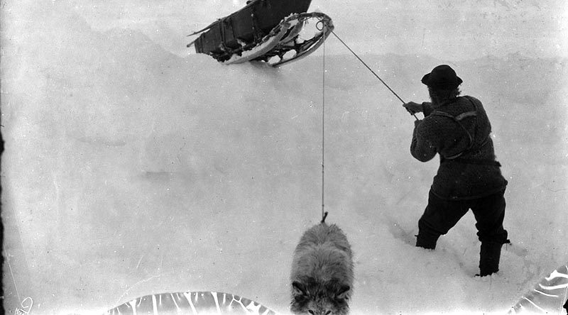 Fredrik Hjalmar Johansen pulling a sledge on the way south, together with his last dog, Suggen. One of the pictures from the expedition with arctic ship toward the North Pole in the period June 24, 1893 to August 13, 1896. According to the plan, the ship was to drift in the ice with the ocean current from the coast of Siberia across the North Pole to Greenland. In March 1895, Fridtjof Nansen, together with a companion, set out on a hazardous expedition with skis and dogsledges, in an attempt to reach the pole itself.