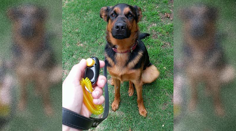 K9 marker training