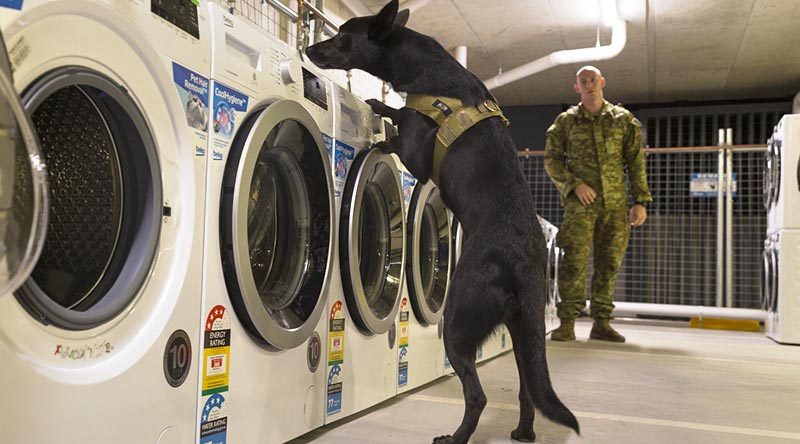 Australian Army Explosive Detection Dog Karma and his handler Sapper Kaegan Summers from the 2nd Combat Engineer Regiment search a Commonwealth Games athlete’s village laundry for suspicious items. Photo by Sergeant W Guthrie.