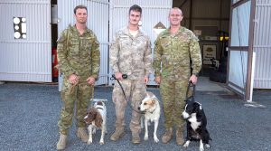 Australian Army soldier from the 2nd Combat Engineer Regiment (2CER) Sapper Dane Houghton and his Explosive Detection Dog Chaz, New Zealand Army soldier from the 2nd Engineer Regiment Acting Corporal Thomas Hynes and Chuck, and Sapper Mason Revell from 2CER and with Dexter at the Southport Army Depot. ADF photo.