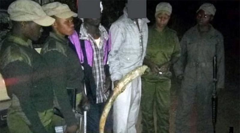 Akashinga warriors with two suspected poachers they arrested, with illegal ivory. IAPF photo.