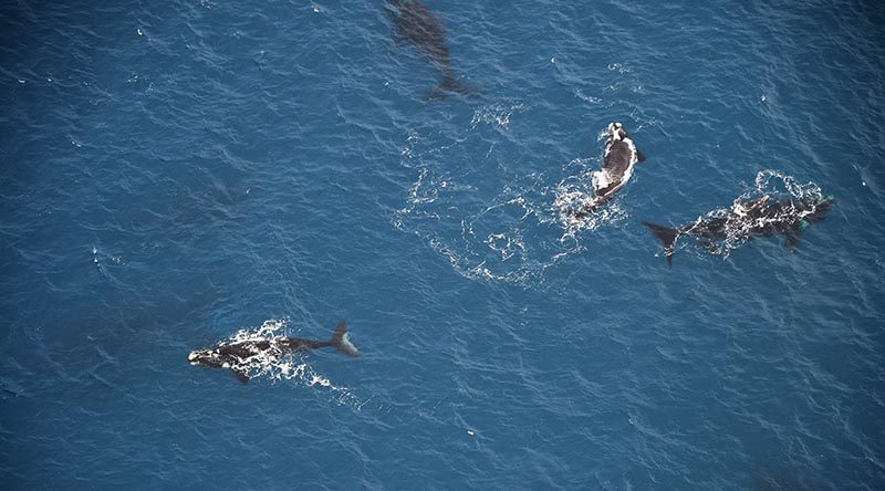 The New Zealand Defence Force recently deployed a Royal New Zealand Air Force P-3K2 Orion aircraft to carry out a census of southern right whales in the New Zealand Sub-Antarctic Islands. More than 100 whales were sighted during the surveillance patrol. NZDF photo.