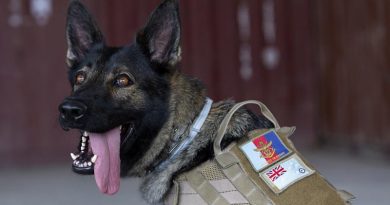 Royal Australian Air Force military working dog Dawn takes a break during a patrol in Port Moresby in support of APEC 2018. Photo by Able Seaman Kieren Whiteley.