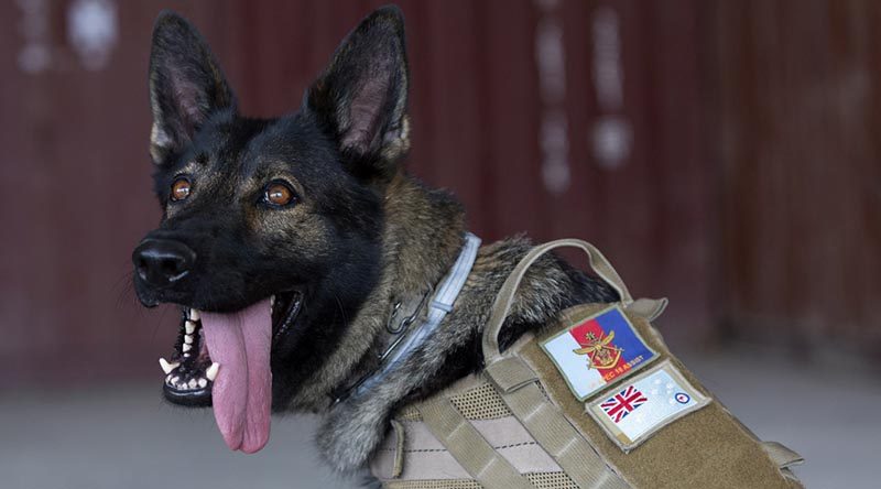 Royal Australian Air Force military working dog Dawn takes a break during a patrol in Port Moresby in support of APEC 2018. Photo by Able Seaman Kieren Whiteley.