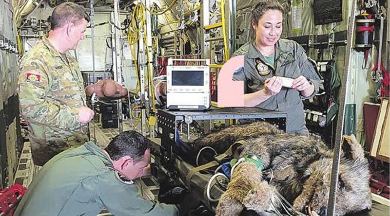 Major Kendall Crowker, Flight Lieutenant Scott Glading and Leading Aircraftwoman Telisha Glading tend to a pretend military working dog on a RAAF aeromedical evacuation flight. Story and photo from ARMY newspaper.