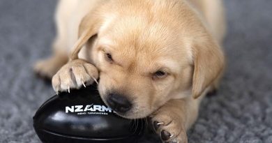 One of six puppies born late last year to New Zealand Defence Force Explosives Detector Dog Iris. NZDF photo.