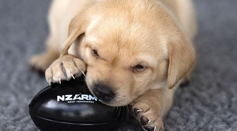One of six puppies born late last year to New Zealand Defence Force Explosives Detector Dog Iris. NZDF photo.