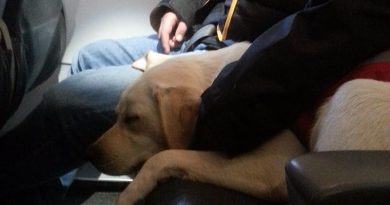 A trained PTSD dog on an airplane with its owner. CSTDA photo.