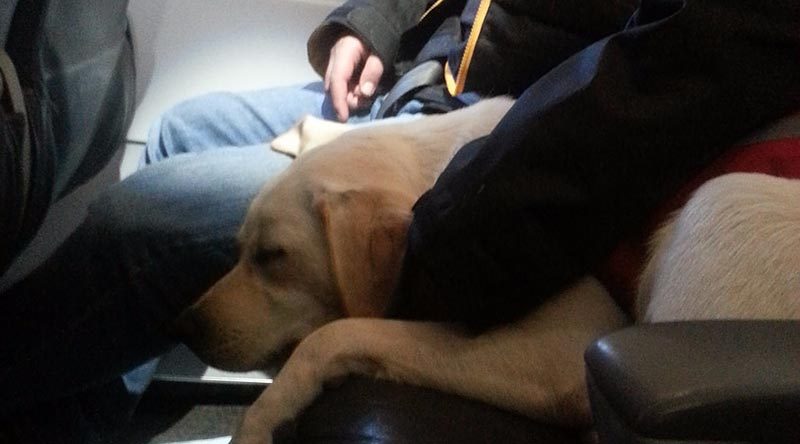 A trained PTSD dog on an airplane with its owner. CSTDA photo.