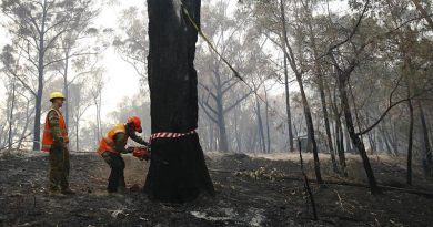 Sapper James Denton and Lance Corporal Stephen Baylis, of 5th Engineer Regiment, prepare to fell a burnt-out tree threatening a road near Wonboyn Lake. Photo by Sergeant Max Bree.