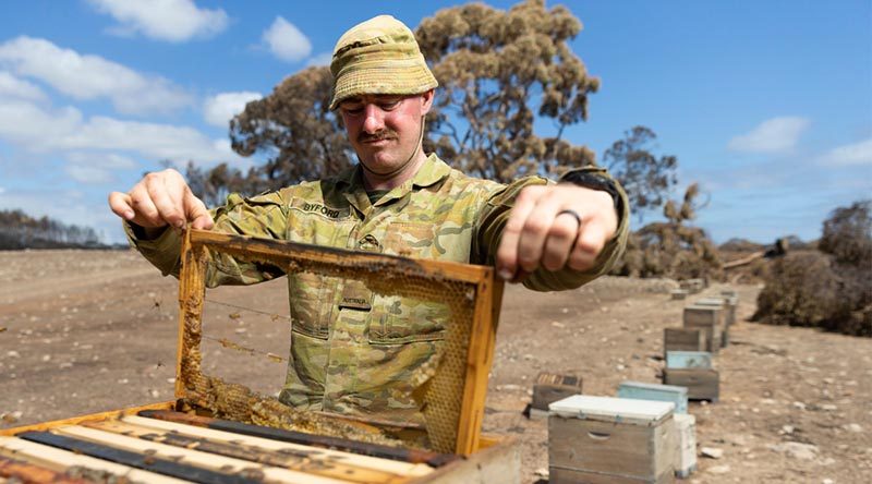 Former bee keeper Trooper Daniel Byford from the 1st Armoured Regiment checks one of more around 800 beehives damaged or destroyed in the Kangaroo Island bushfires. Photo by Corporal Tristan Kennedy.