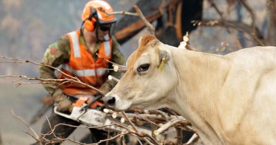 A cow at the dairy farm of Tim Salway, near Cobargo, New South Wales, takes an interest in the work of Australian Army soldier Private Luke Breese of the 2nd/17th Battalion, Royal New South Wales Regiment, as he cuts up a fire-damaged tree. Photo by Sergeant Max Bree.