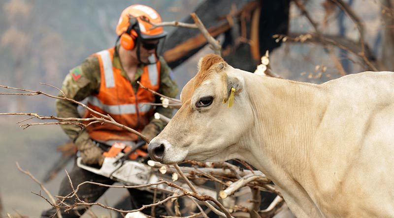 A cow at the dairy farm of Tim Salway, near Cobargo, New South Wales, takes an interest in the work of Australian Army soldier Private Luke Breese of the 2nd/17th Battalion, Royal New South Wales Regiment, as he cuts up a fire-damaged tree. Photo by Sergeant Max Bree.