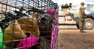 An injured koala rescued by the Australian Army soldiers, New Zealand Army sappers and RSPCA members are transported await veterinary treatment on Kangaroo Island during Operation Bushfire Assist. Photo by Corporal Tristan Kennedy.