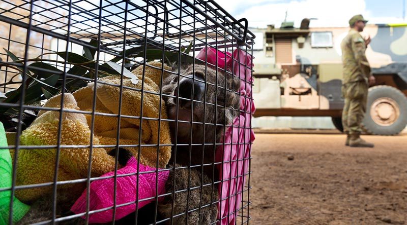 An injured koala rescued by the Australian Army soldiers, New Zealand Army sappers and RSPCA members are transported await veterinary treatment on Kangaroo Island during Operation Bushfire Assist. Photo by Corporal Tristan Kennedy.