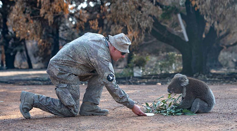 A soldier from New Zealand Army’s 2ER gives water to a Koala while the unit assisted ADF members at Kangaroo Island’s Hanson Bay Wildlife Reserve.