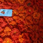 lisa_robson_matilda_poppies