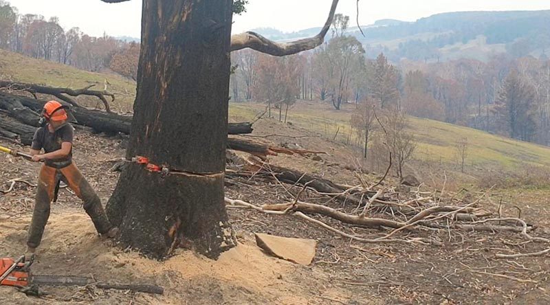 Leading Aircraftwoman Tiarne Westland helps with the removal of hazardous trees near Batlow, NSW.