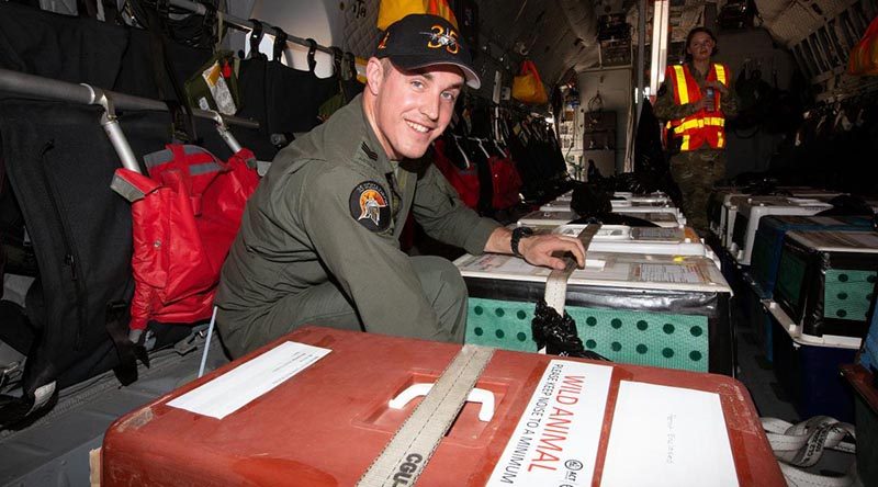 No 35 Squadron loadmaster Sergeant Michael Jones helps secure southern brushtail rock wallabies in the C-27J Spartan transport aircraft. Photo: by Corporal Kylie Gibson.