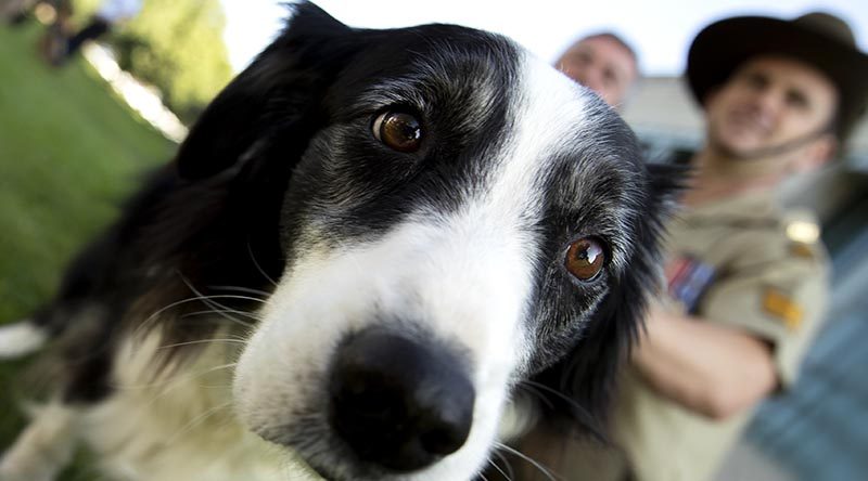 Australian Army Military Working Dog Handler Sergeant Stuart Conlin and his dog Trip at the Australian War Memorial in Canberra for the Military Working Dogs Memorial Dedication. Photo by Jay Cronan.