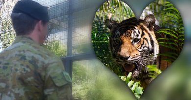 A soldier from 5RAR admires his unit’s new mascot, Private Quintus Durga, a Bengal tiger, at Crocadylus Park, Darwin, Northern Territory. Photo by Lance Corporal Brendan Austin.