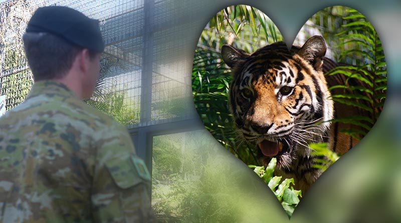 A soldier from 5RAR admires his unit’s new mascot, Private Quintus Durga, a Bengal tiger, at Crocadylus Park, Darwin, Northern Territory. Photo by Lance Corporal Brendan Austin.