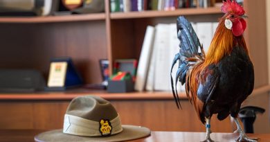 The 7th Combat Signal Regiment’s new mascot, Signaller Jimmy the Rooster, inspects the office of Commander 7th Combat Brigade Brigadier Jason Blain, during an office call before assuming his formal duties at Gallipoli Barracks, Brisbane. Photo by Trooper Jonathan Goedhart.
