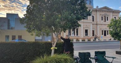 Julie-Ann Finney ties a yellow ribbon around a tree in Adelaide on World PTSD Awareness Day.