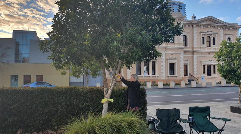 Julie-Ann Finney ties a yellow ribbon around a tree in Adelaide on World PTSD Awareness Day.