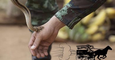 A Royal Thai Army jungle survival expert demonstrates the bite of a non-venomous snake, to members of the 1st Battalion, Royal Australian Regiment, during Exercise Chapel Gold 2018 in Chiang Mai Province, Thailand. Base photo by Corporal Matthew Bickerton (digitally altered by CONTACT).